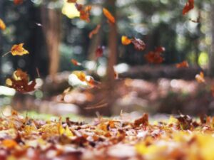 Herfstshoppen